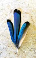plumas de hermoso pájaro cenote azul mot mot motmot mexico. foto