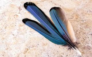 Feathers of beautiful blue cenote bird Mot Mot MotMot Mexico. photo