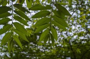 Closeup of cherry leaf buds taken from the bottom angle photo