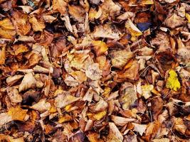 texture of dry autumn colored leaves in the Ligurian woods in Italy in autumn 2022 photo