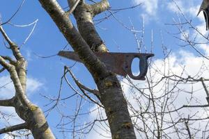 Spring work in the garden. Pruning fruit trees in the garden with a hacksaw. photo