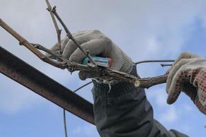 pruning a grape bush, branch, Pruning the vine of grapes. kitchen-garden, Forming a grape bush photo