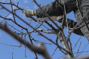 Spring work in the garden. Pruning fruit trees in the garden with a hacksaw. photo