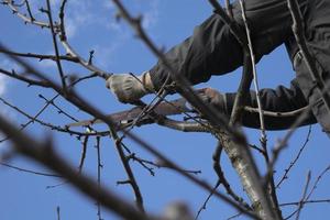 Spring work in the garden. Pruning fruit trees in the garden with a hacksaw. photo