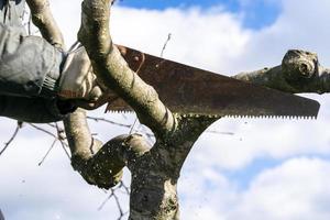 Spring work in the garden. Pruning fruit trees in the garden with a hacksaw. photo