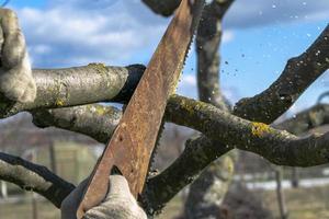 Spring work in the garden. Pruning fruit trees in the garden with a hacksaw. photo