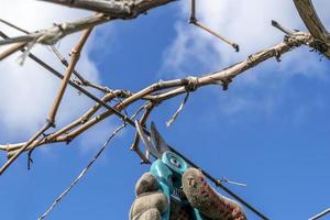 pruning a grape bush, branch, Pruning the vine of grapes. kitchen-garden, Forming a grape bush photo