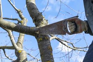 trabajo de primavera en el jardín. podar árboles frutales en el jardín con una sierra para metales. foto