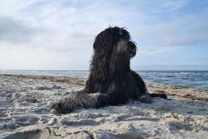 Goldendoodle is lying in the sand on the beach in front of the sea in Denmark photo