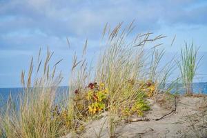 paisaje de dunas en dinamarca junto al mar. viaje al mar báltico. vacaciones en la playa foto