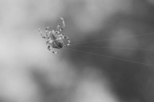 tiro de araña cruzada en blanco y negro, en una telaraña, al acecho de presas. borroso foto