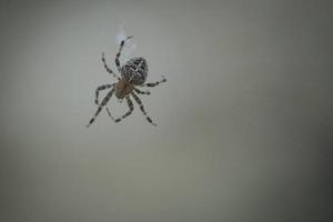 araña cruzada arrastrándose sobre un hilo de araña. susto de halloween un cazador útil entre foto