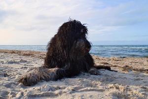 goldendoodle está tumbado en la arena de la playa frente al mar en dinamarca foto