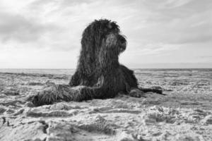 goldendoodle en blanco y negro, tumbado en la arena de la playa en dinamarca foto