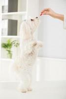 Maltese dog view photo