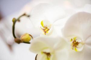 vista de la flor de la orquídea foto
