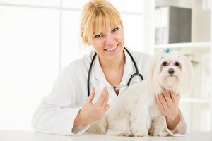 At the veterinary photo