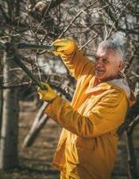 Pruning In The Orchard photo