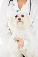 Maltese dog view photo