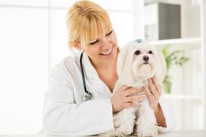 At the veterinary photo