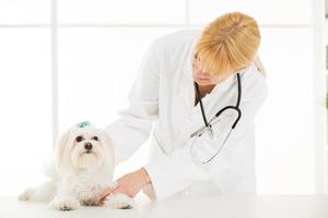 At the veterinary photo