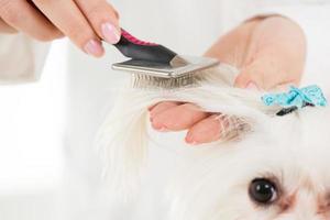 vista de peluquería canina foto