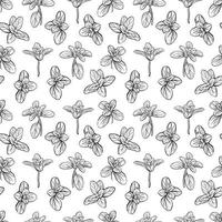 Basil Pattern. Italian herbs.A sprig of marjoram vector