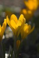 flores amarillas en el sol foto