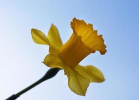 Daffodil on a blue background photo