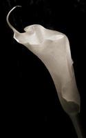 Calla Lily  flower on a black background photo