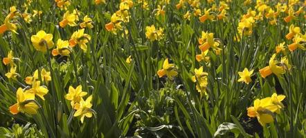 yellow flowers filling the frame photo