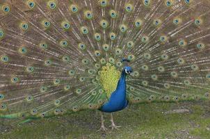 a male  peacock photo