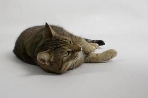 a cat on a white background photo