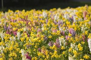 yellow, purple and white flowers photo