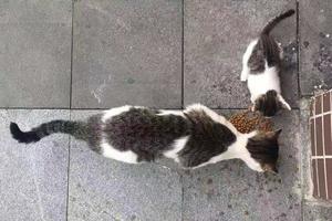 el gato y el gatito de la madre callejera están comiendo comida. gatos grises foto