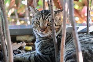 Brown cat sitting outdoor and looking to camera photo