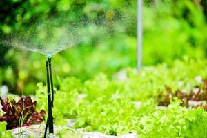 Small sprinkler watering system in vegetable plots photo