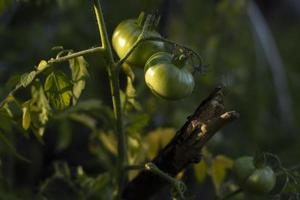 Green tomatoes on branch. Tomatoes in sunlight. Vegetables in garden. Fruit maturation. photo