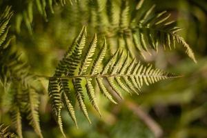 Fern in summer. Green plant in forest. Fern texture. Stems and leaves. photo