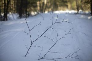 Branch sticks out of snow. Winter has come. Snow in forest. photo