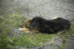 Stray dog on street. Abandoned dog in summer in city. Animal without owner. photo