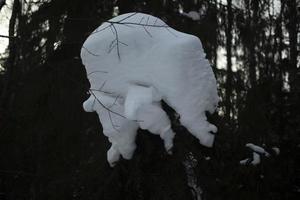 Snow in forest. Winter forest. Evening in winter. photo