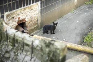 Homeless black kitten. Black kitten on street. Animal life in city. photo