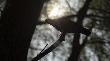 Pigeon on branch. Silhouette of bird on tree. Bird in park. photo