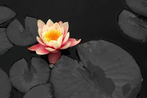 Dramatic Water Lily using Selective Color photo