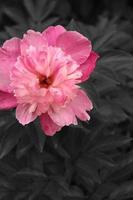 Dramatic Pink Peony using Selective Color photo