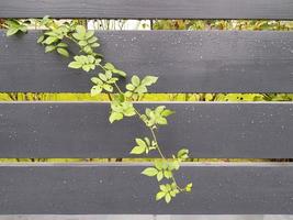 A branch of a climbing rose has sprouted through the gap of a gray horizontal wooden fence. Raindrops on the surface of the boards. photo