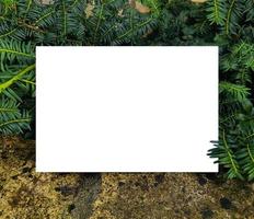 Blank framework for photo or congratulation on Christmas with pine tree and stone.