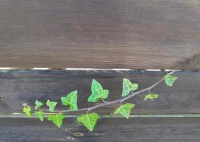 A green ivy branch has broken through the gap of a dark horizontal wooden fence. Place for text on a plank. photo