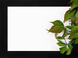 Empty white paper blank, spiral notepad with branch of wild grape on right side. Green leaves of maiden grape. Black paper frame on background. Floral autumnal concept. photo